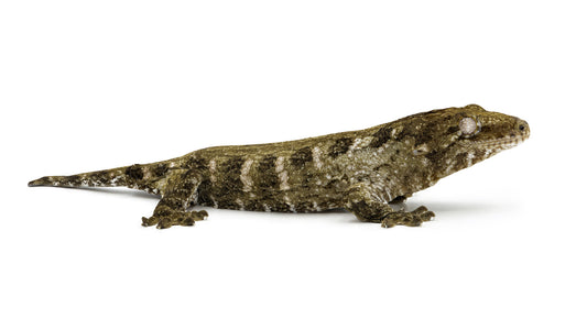Rhacodactylus leachanus Mt.Koghis