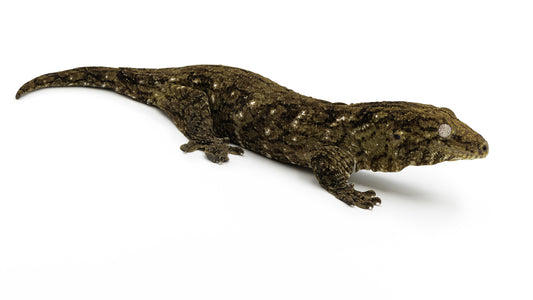 Rhacodactylus leachianus Yate